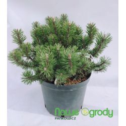 Sosna kosodrzewina ' Humpy'