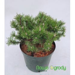 Sosna górska ' Humpy'