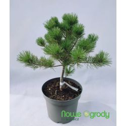 Sosna drobnokwiatowa ' Tempelhof'
