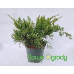 Jałowiec Pfitzera ' Mint Julep'