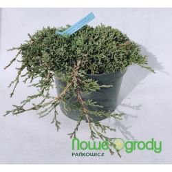 Jałowiec płożący ' Icee Blue'