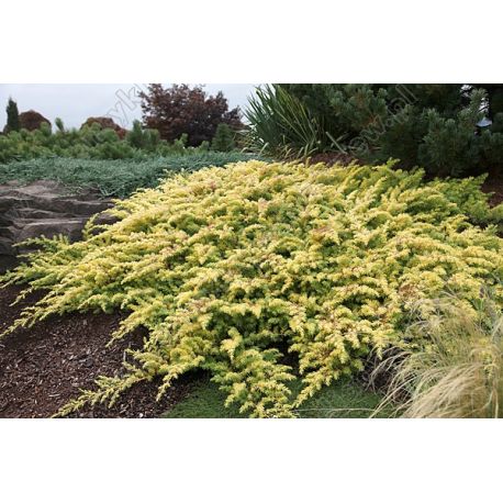 Jałowiec nadbrzeżny ' Allgold'