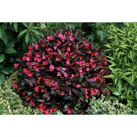 Krzewuszka cudowna ' Alexandra'