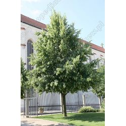 Lipa drobnolistna ' Greenspire' 8-10