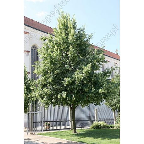Lipa drobnolistna ' Greenspire' 8-10