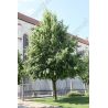 Lipa drobnolistna ' Greenspire' 8-10