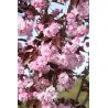 Wiśnia piłkowana ' Royal Burgundy' PA 140