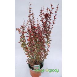 Berberys Thunberga ' Chocolate Summer'