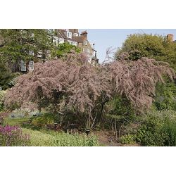 Tamaryszek czteropręcikowy