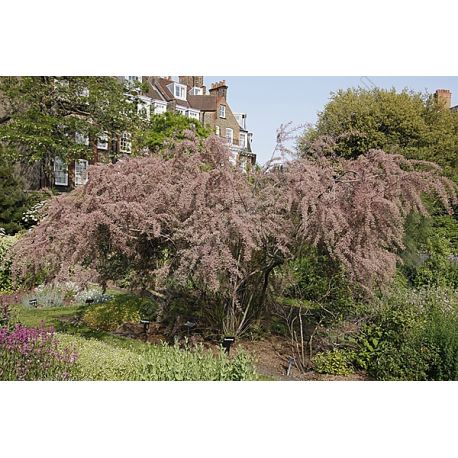 Tamaryszek czteropręcikowy