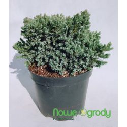 Jałowiec łuskowaty ' Blue Star'