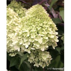 Hortensja bukietowa ' Herkules'