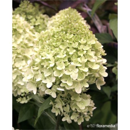 Hortensja bukietowa ' Herkules'