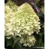 Hortensja bukietowa ' Herkules'