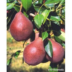 Grusza 'Red Faworytka'