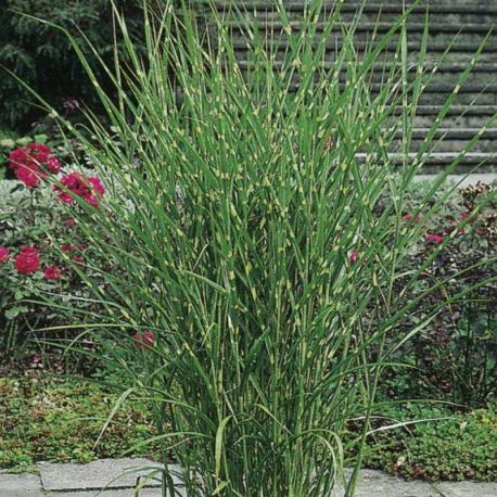 Miskant chiński ' Strictus Dwarf'
