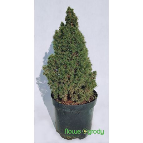 Świerk biały ' Laurin'