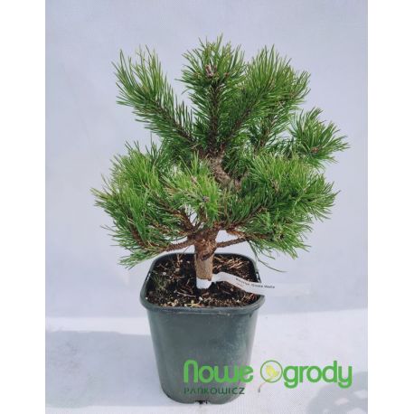 Sosna hakowata ' Grune Welle'