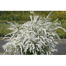 Tawuła szara ' Grefsheim'