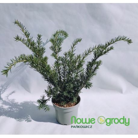 Cis pośredni ' Farmen'