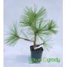 Sosna Jeffreya ' Joppi'