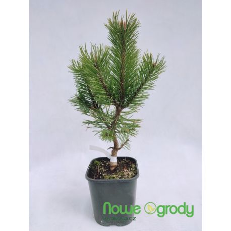 Sosna górska ' Zundert'