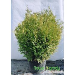 Żywotnik olbrzymi ' Kórnik' 100-120