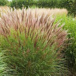 Miskant chiński ' Yakushima Dwarf'