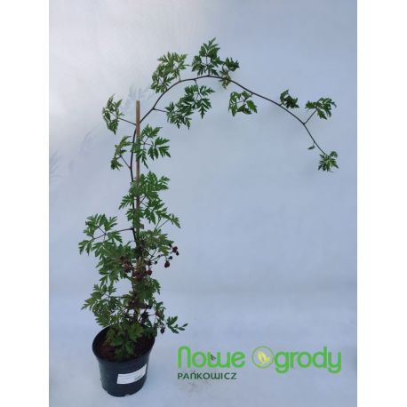Jeżyna bezkolcowa ' Thornless Evergreen'