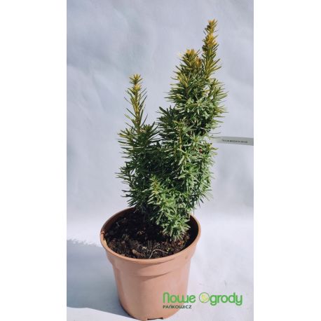 Cis pospolity ' David'