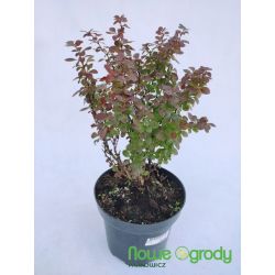 Berberys Thunberga ' Lutin Rouge'