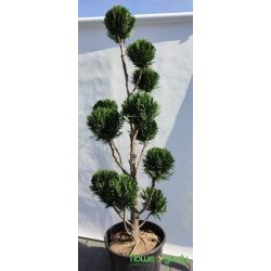 Żywotnik olbrzymi ' Atrovirens' Pom-Pom