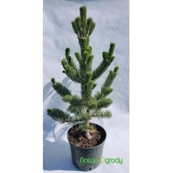 Sosna czarna ' Oregon Green'