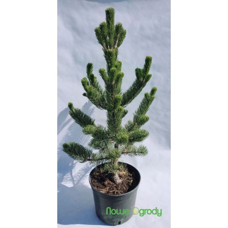 Sosna czarna ' Oregon Green'