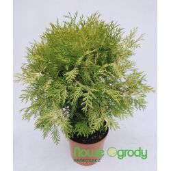 Żywotnik zachodni ' Danica Aurea'