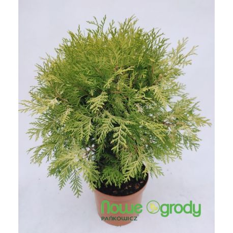 Żywotnik zachodni ' Danica Aurea'