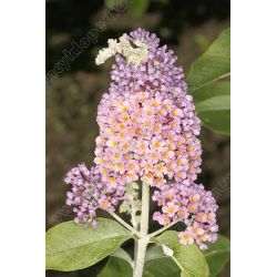 Budleja Dawida ' Flower Power'