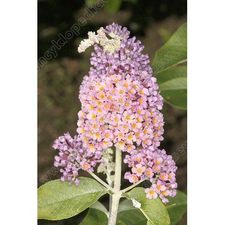 Budleja Dawida ' Flower Power'