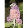 Budleja Dawida ' Flower Power'