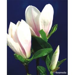 Magnolia pośrednia ' Amabilis'