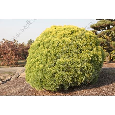 Sosna górska ' Wintergold'