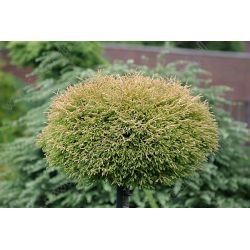 Żywotnik zachodni ' Golden Tuffet'