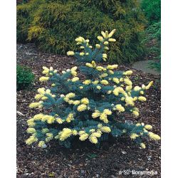 Świerk kłujący ' Białobok' 80-100