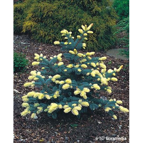 Świerk kłujący ' Białobok' 80-100