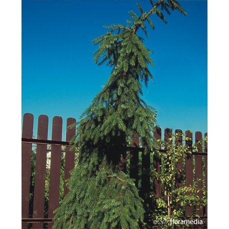 Świerk serbski ' Pendula Bruns'