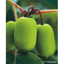 Aktinidia ostrolistna ' Jumbo'