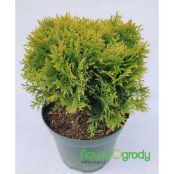 Żywotnik zachodni ' Mirjam'