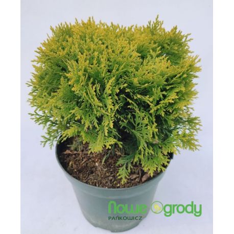 Żywotnik zachodni ' Mirjam'