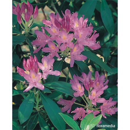 Azalia wielkokwiatowa mix