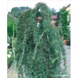 Modrzew japoński ' Steff Weeping'  Pa 150-180